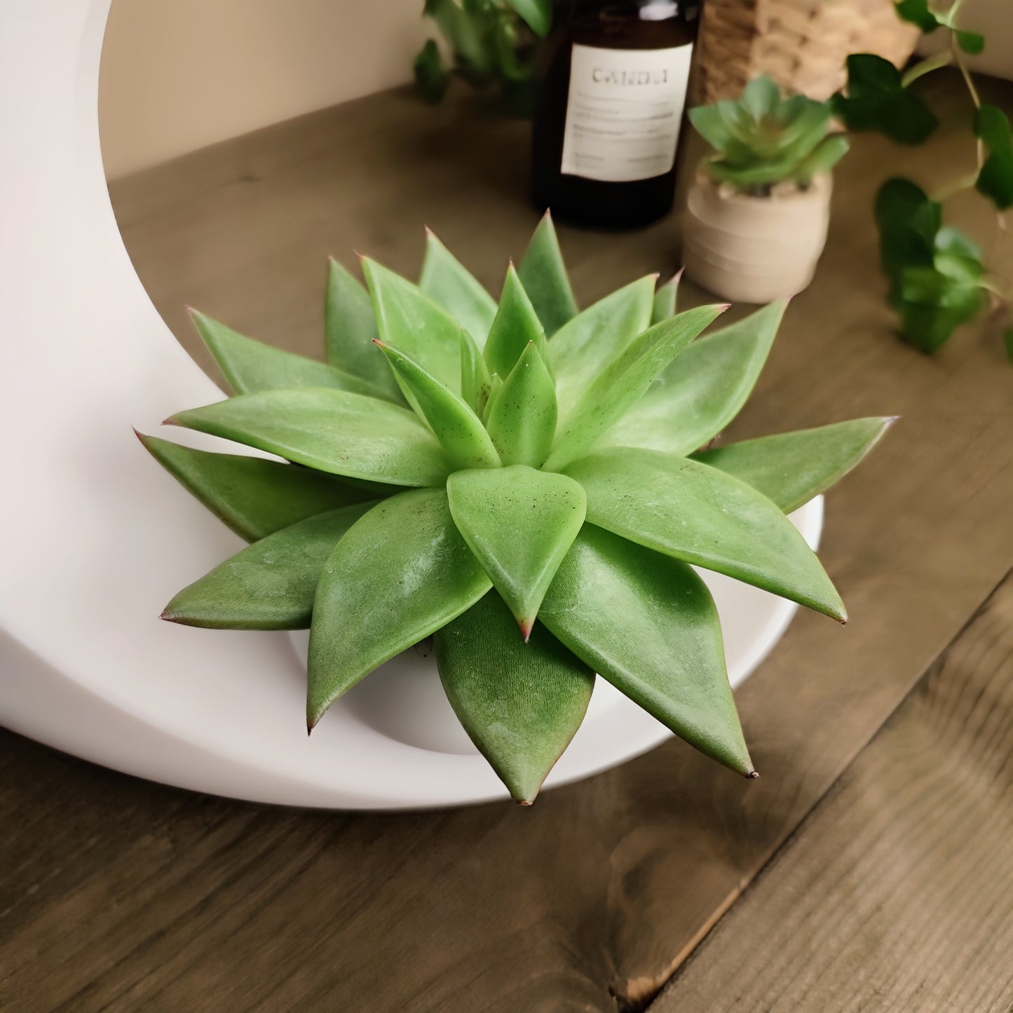Into the Moon Planter | Crescent Moon Succulent Pot